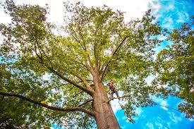 Best Arborist Consultation Services  in Landisville, PA