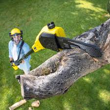 How Our Tree Care Process Works  in  Landisville, PA