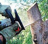 Best Tree Trimming and Pruning  in Landisville, PA