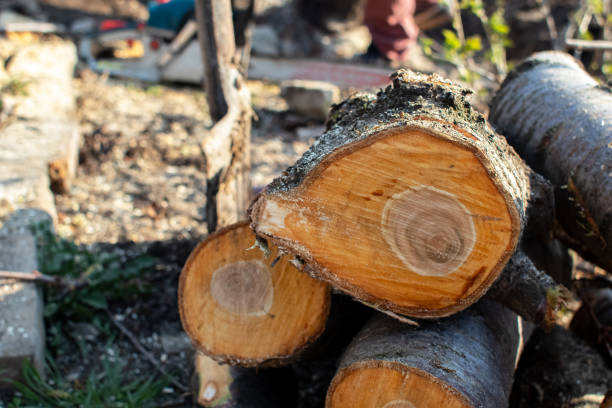 Professional Tree Care in Landisville, PA