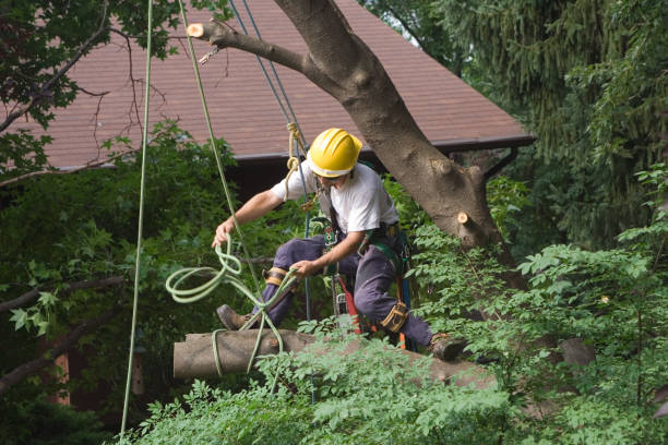 Best Lawn Renovation and Restoration  in Landisville, PA