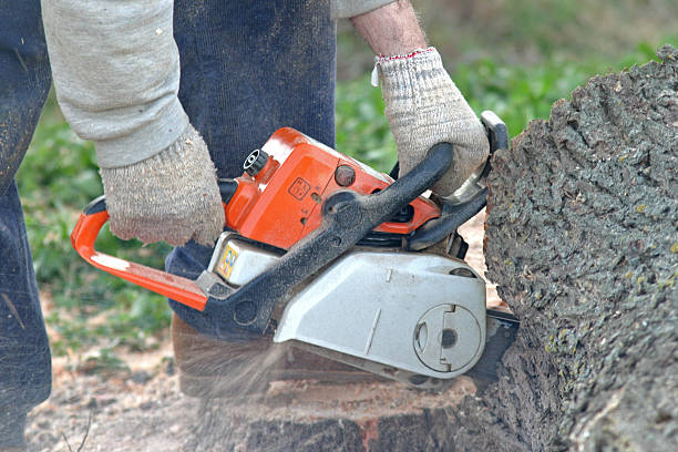Best Stump Grinding and Removal  in Landisville, PA
