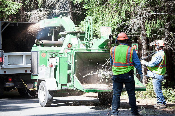 Best Palm Tree Trimming  in Landisville, PA